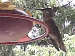 Rufous Hummingbird